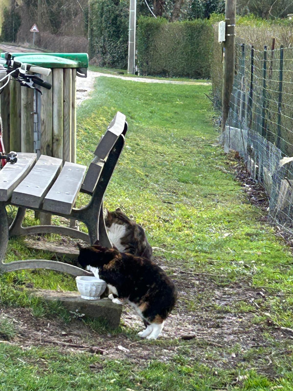 Chat libre de Nogent-sur-Seine