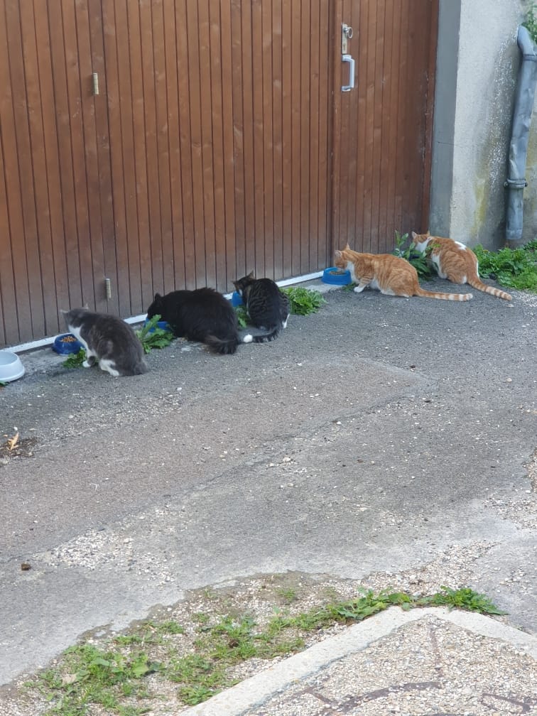 Chat libre de Nogent-sur-Seine