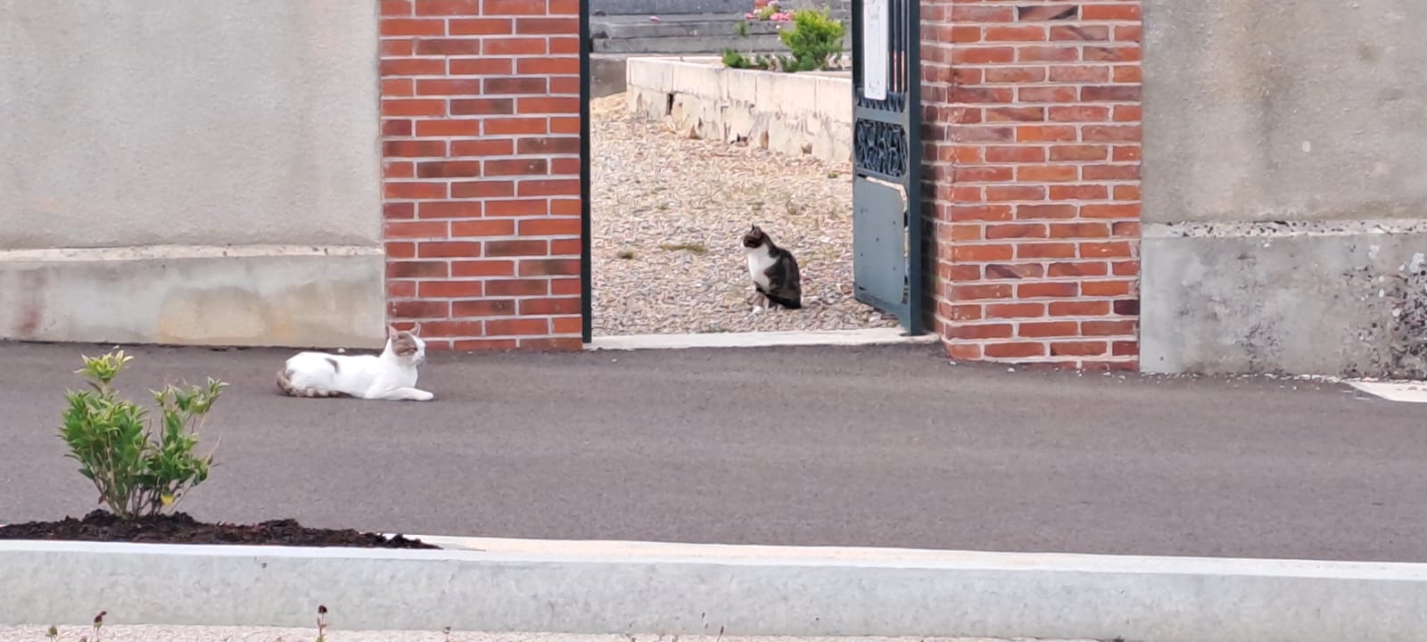 Chat libre de Nogent-sur-Seine